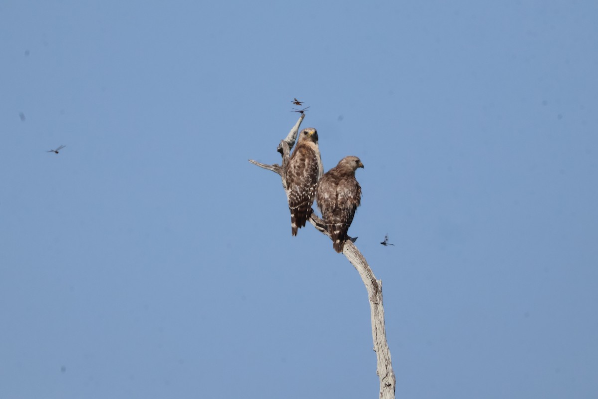 Red-shouldered Hawk - Julia Nadeau Gneckow