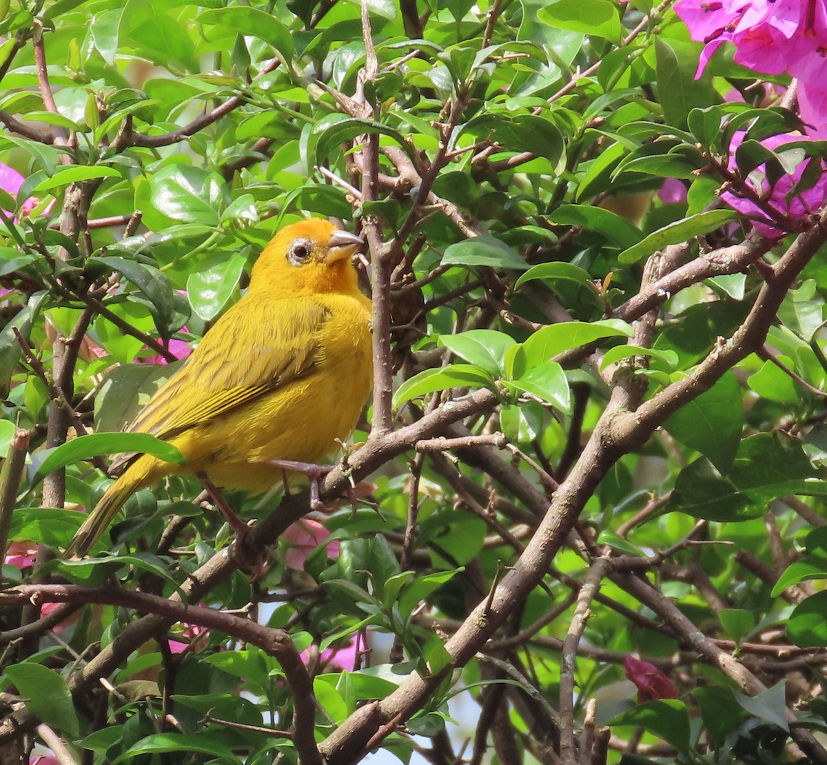 Saffron Finch - ML624559593