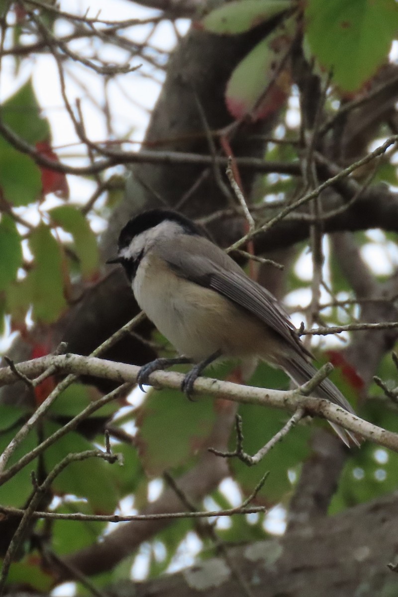 Carolina Chickadee - ML624559595