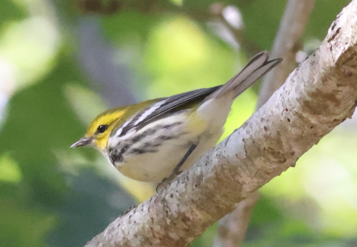 Black-throated Green Warbler - Sea Williams