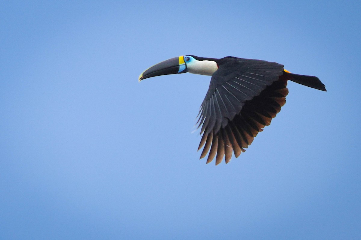 White-throated Toucan - Garrison Doctor