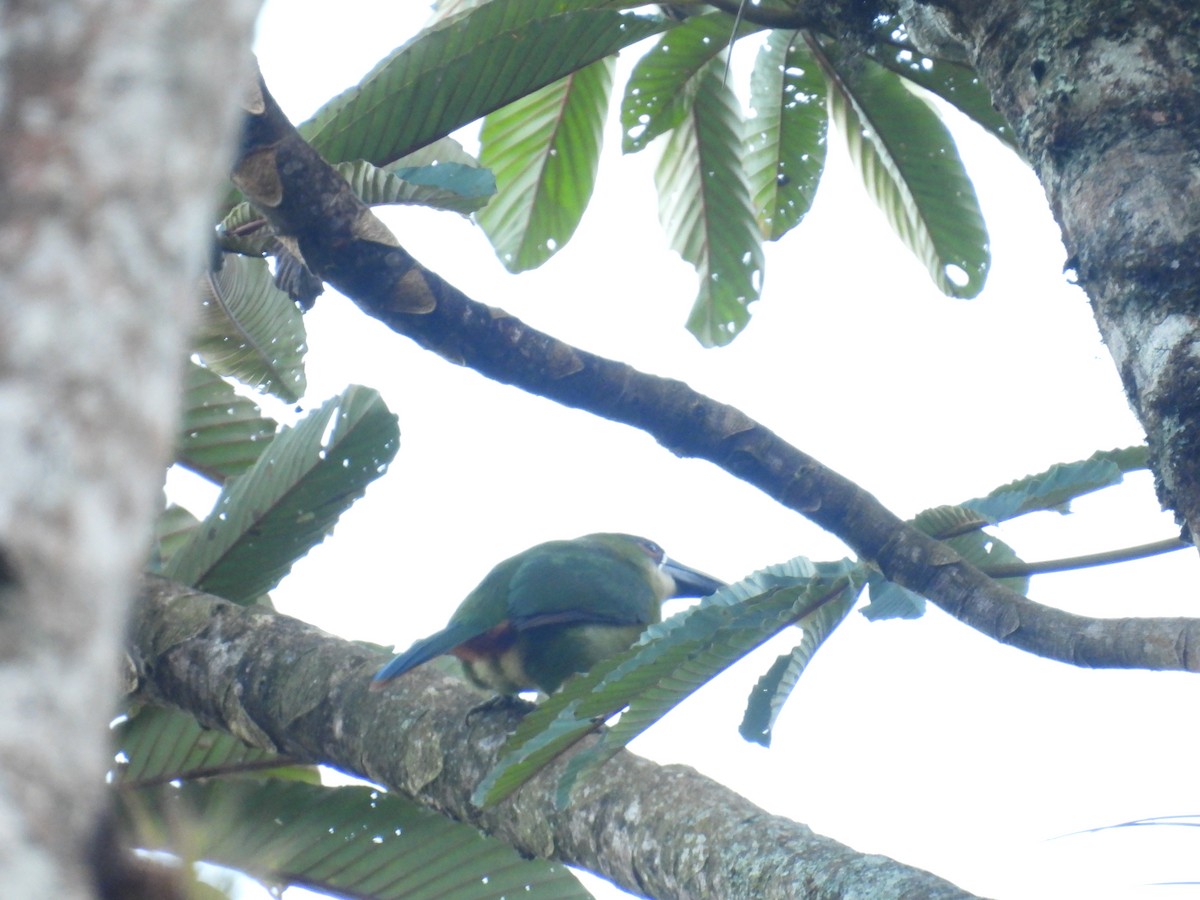 Southern Emerald-Toucanet - Yenny paola Rodríguez Parrado