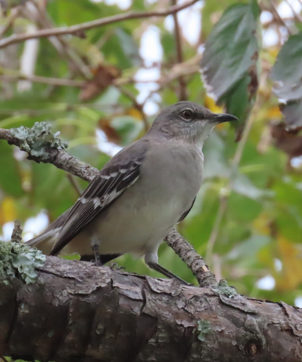 Northern Mockingbird - ML624559606