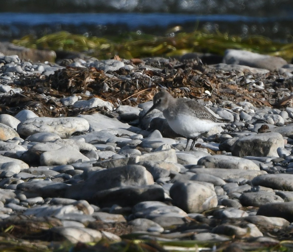 Dunlin - Kurt Hennige