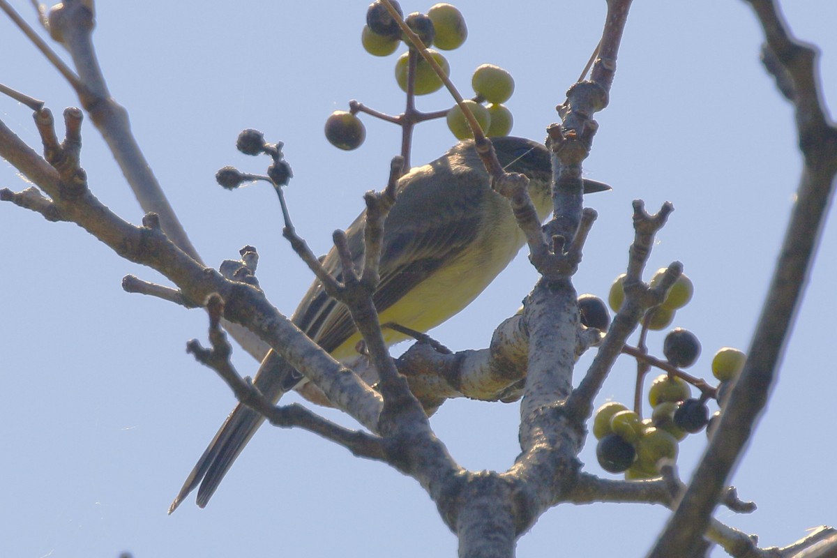 Eastern Phoebe - ML624559677