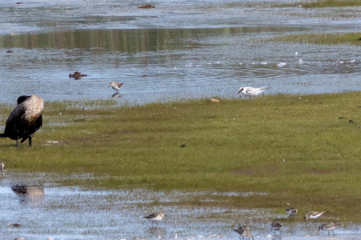 Least Tern - ML624559698