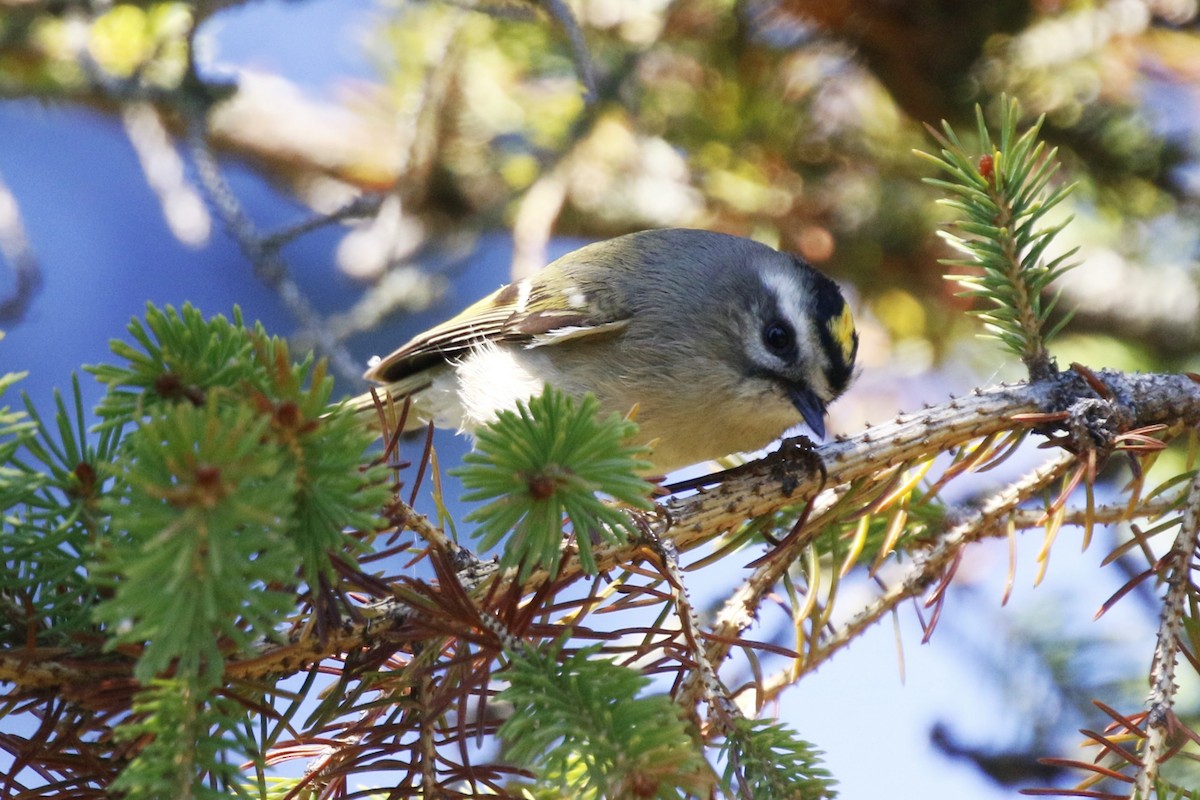 Golden-crowned Kinglet - ML624559710