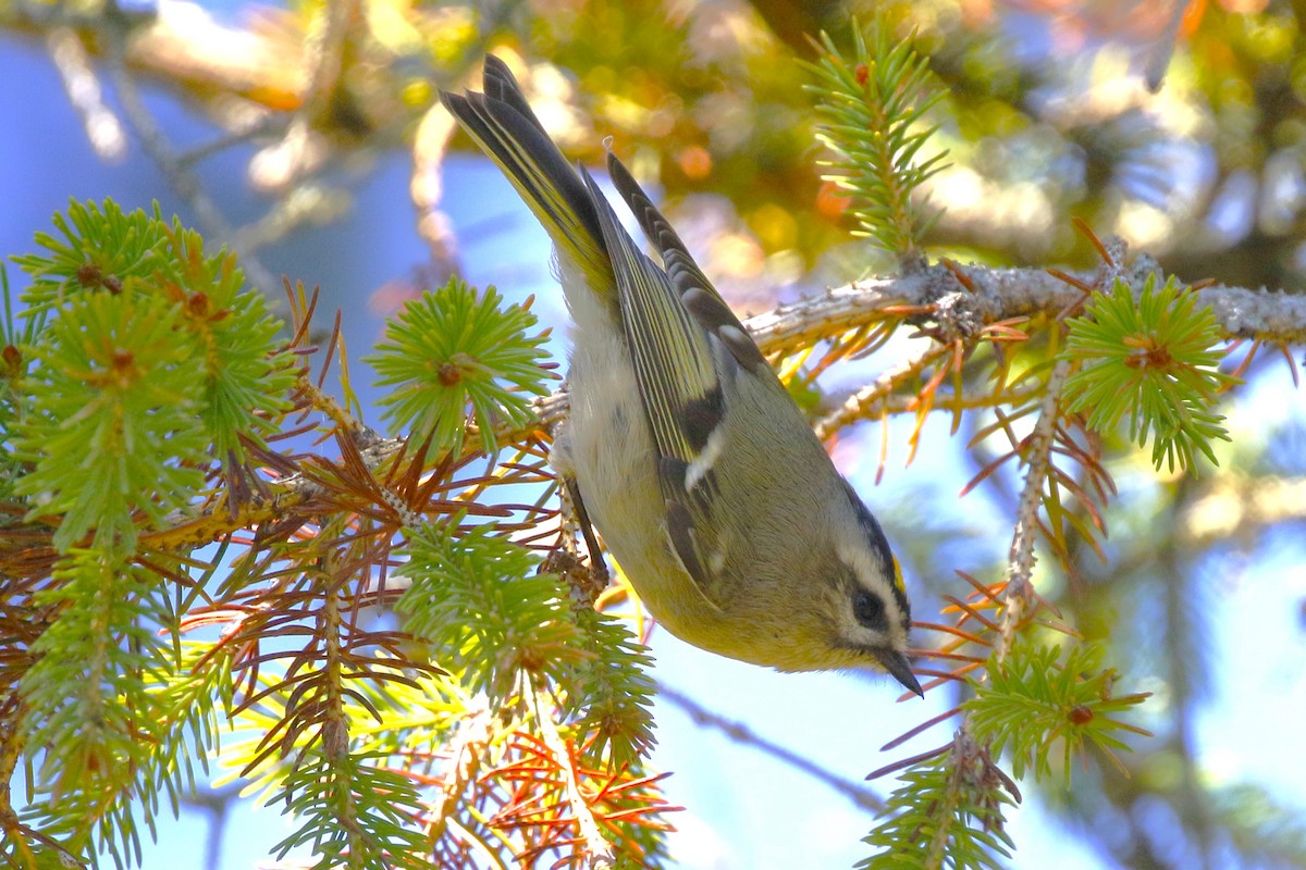 Golden-crowned Kinglet - ML624559711