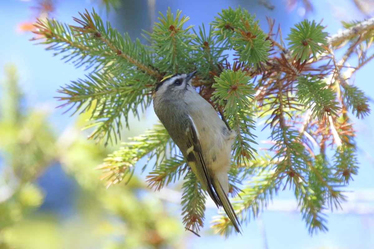 Golden-crowned Kinglet - ML624559712