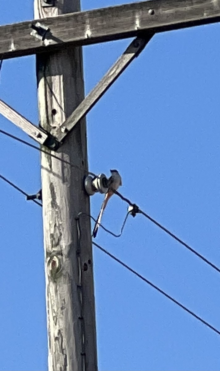 Scissor-tailed Flycatcher - ML624559821
