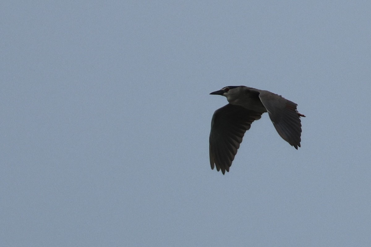 Black-crowned Night Heron - ML624559822