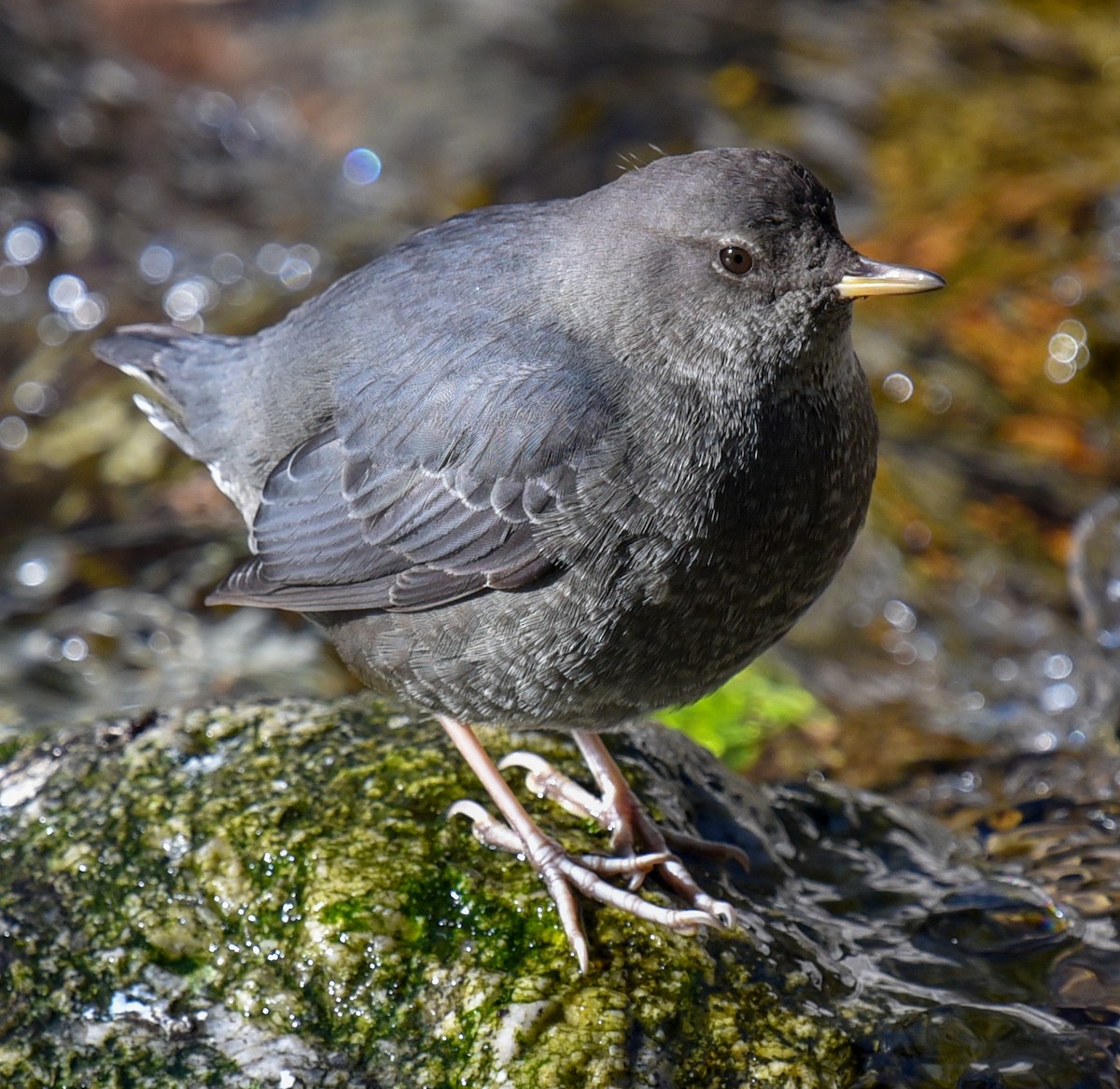 American Dipper - Barbara Maytom