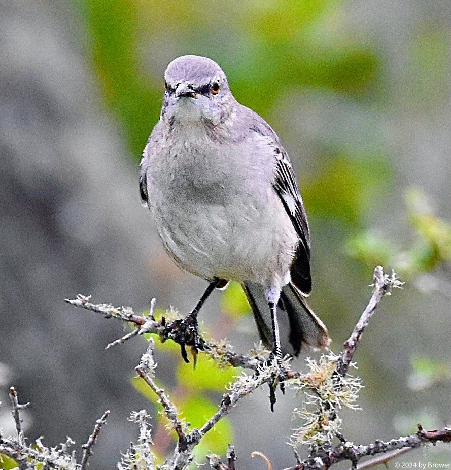 Northern Mockingbird - ML624559891