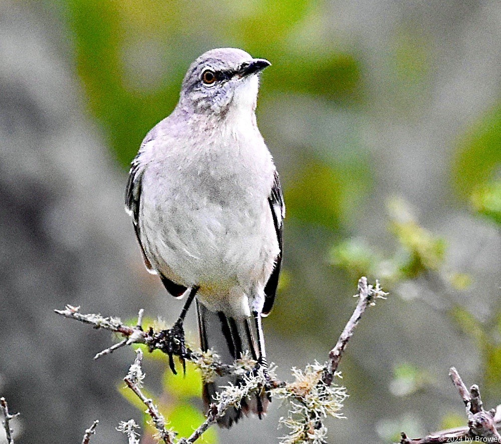 Northern Mockingbird - ML624559892