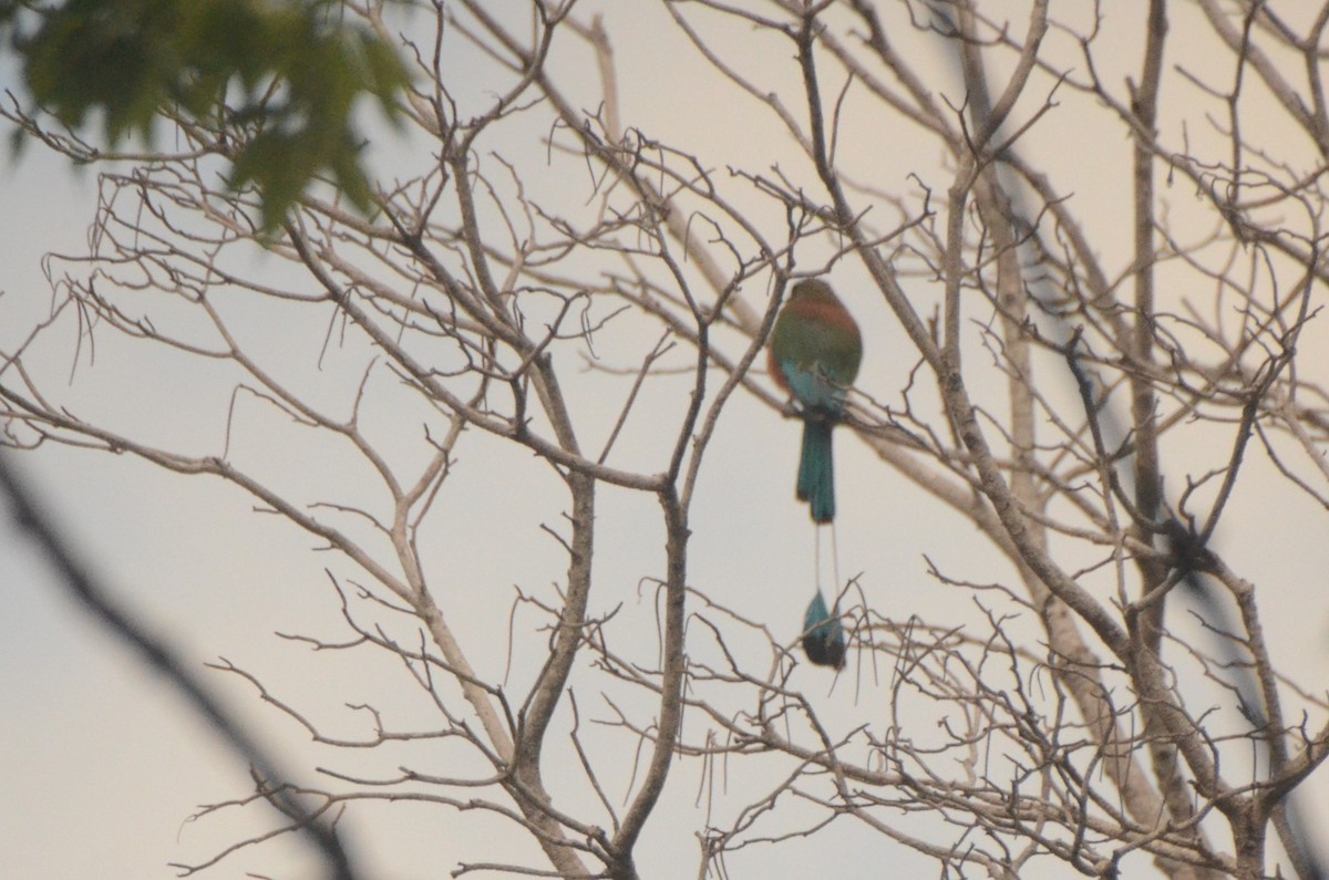 Turquoise-browed Motmot - ML624559900