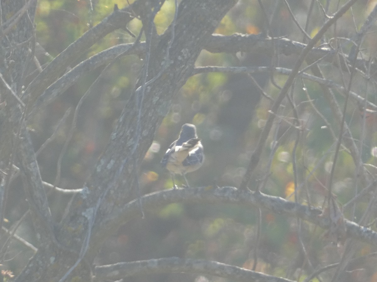 Northern Mockingbird - ML624559909