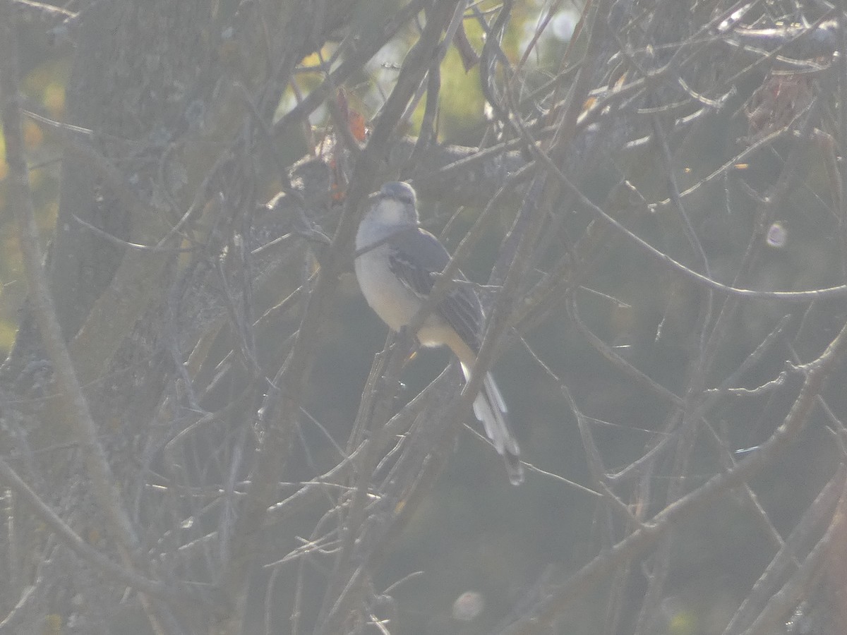 Northern Mockingbird - ML624559910