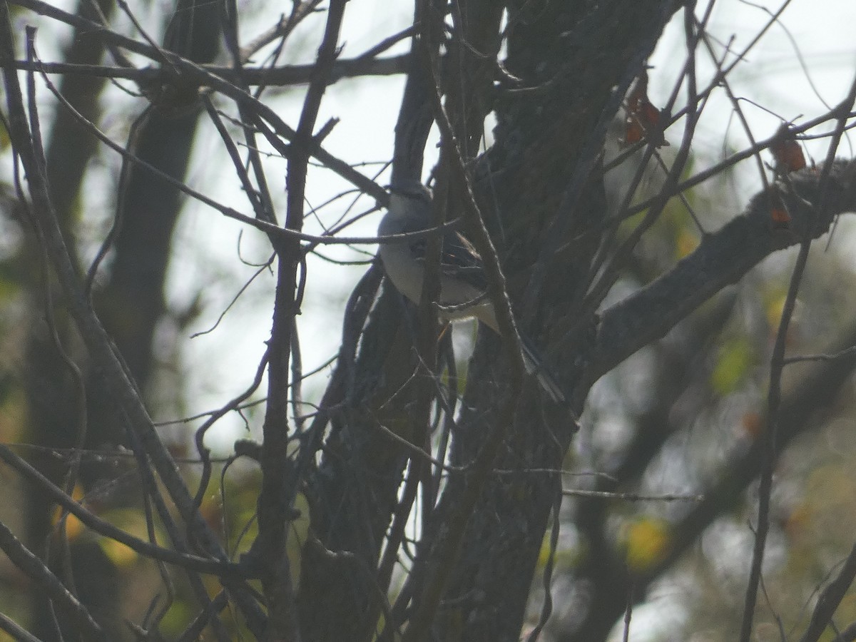 Northern Mockingbird - ML624559911