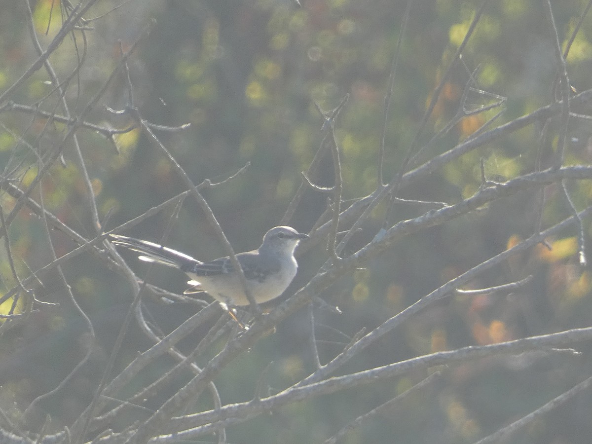 Northern Mockingbird - ML624559912