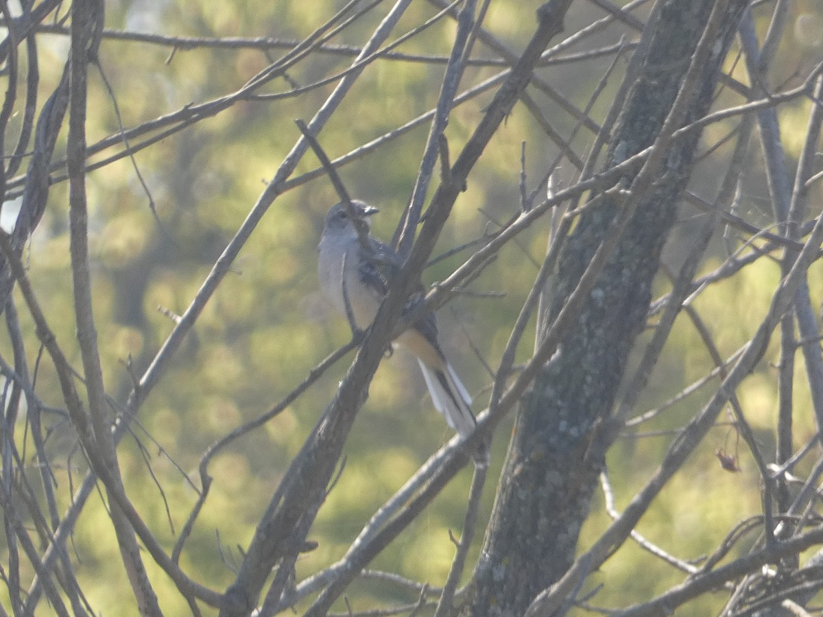 Northern Mockingbird - ML624559913