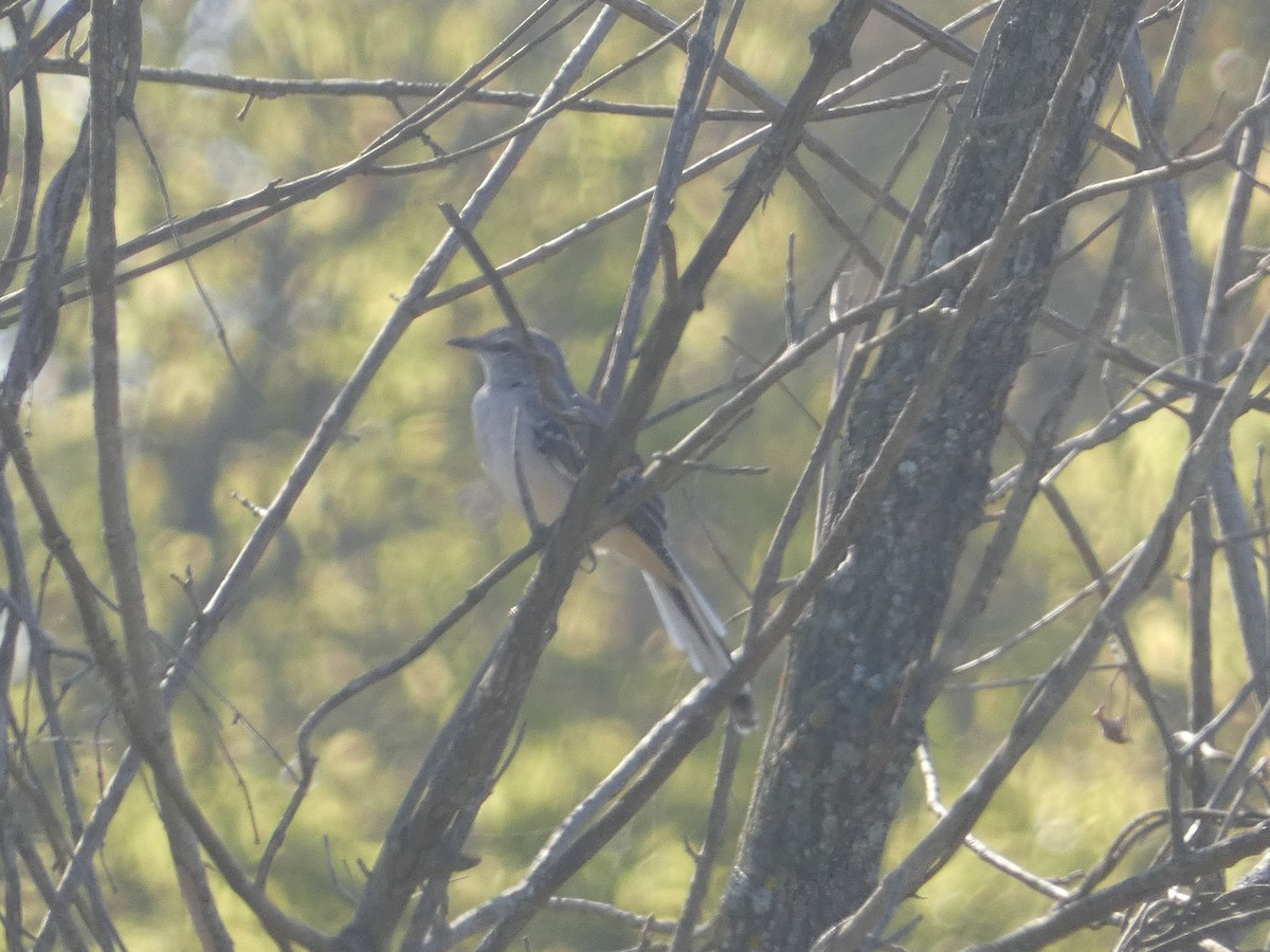 Northern Mockingbird - ML624559914