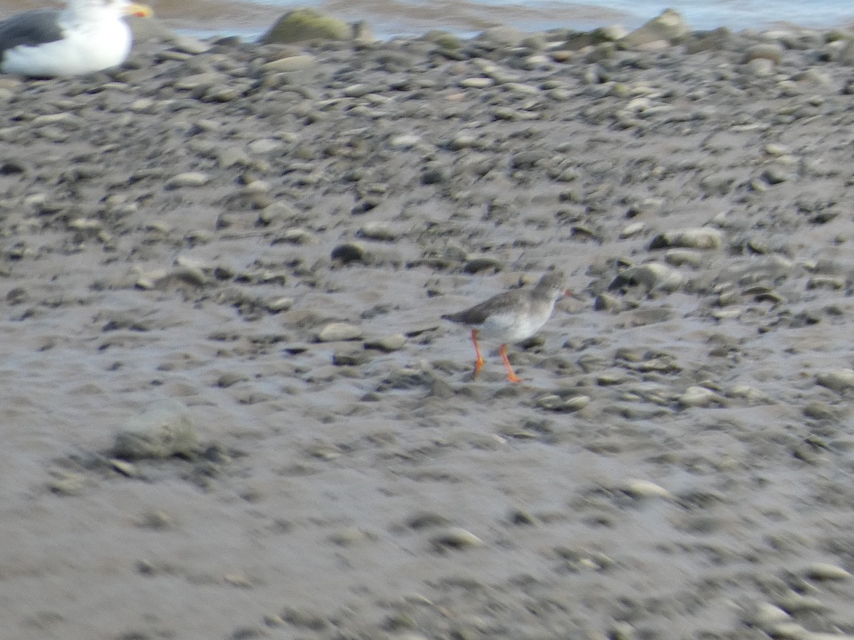 Common Redshank - ML624559918