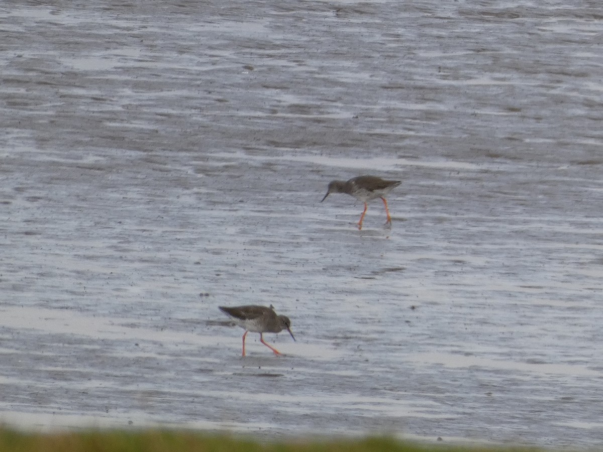 Common Redshank - ML624559919