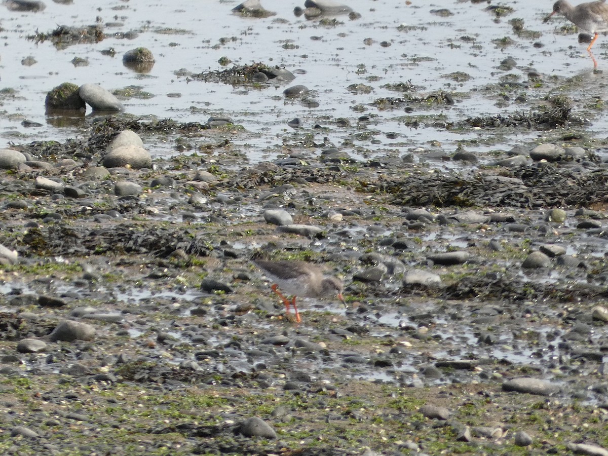 Common Redshank - ML624559920