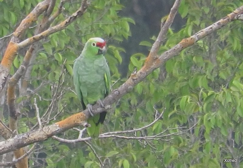 Red-lored Parrot - ML624559922