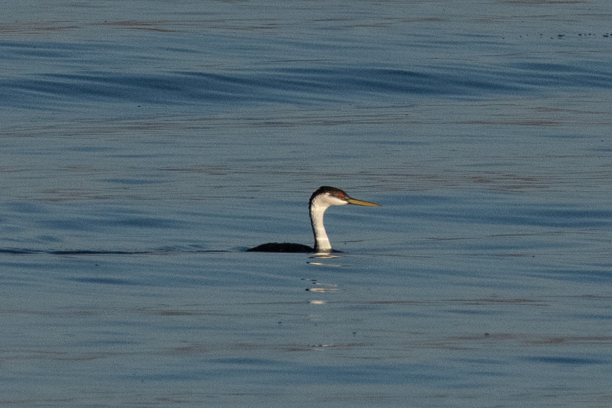 Western Grebe - ML624559925