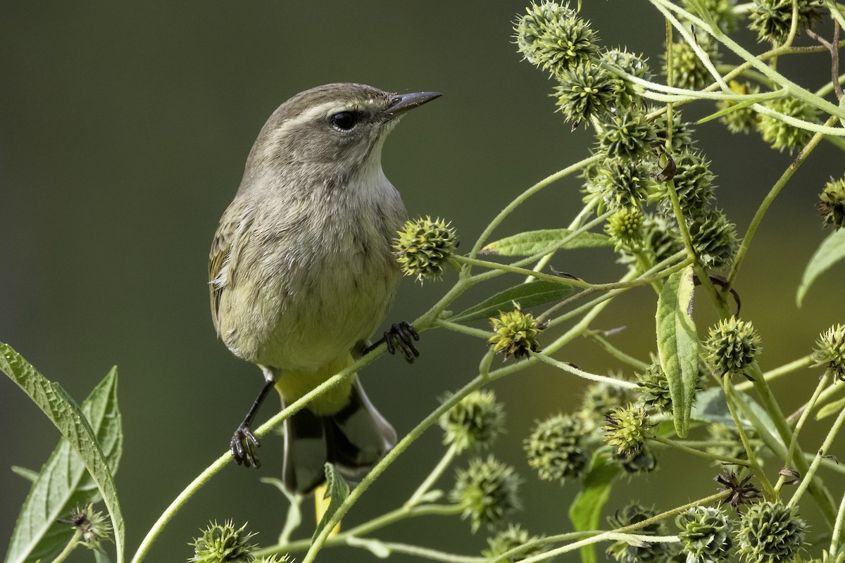 Palm Warbler - ML624559950
