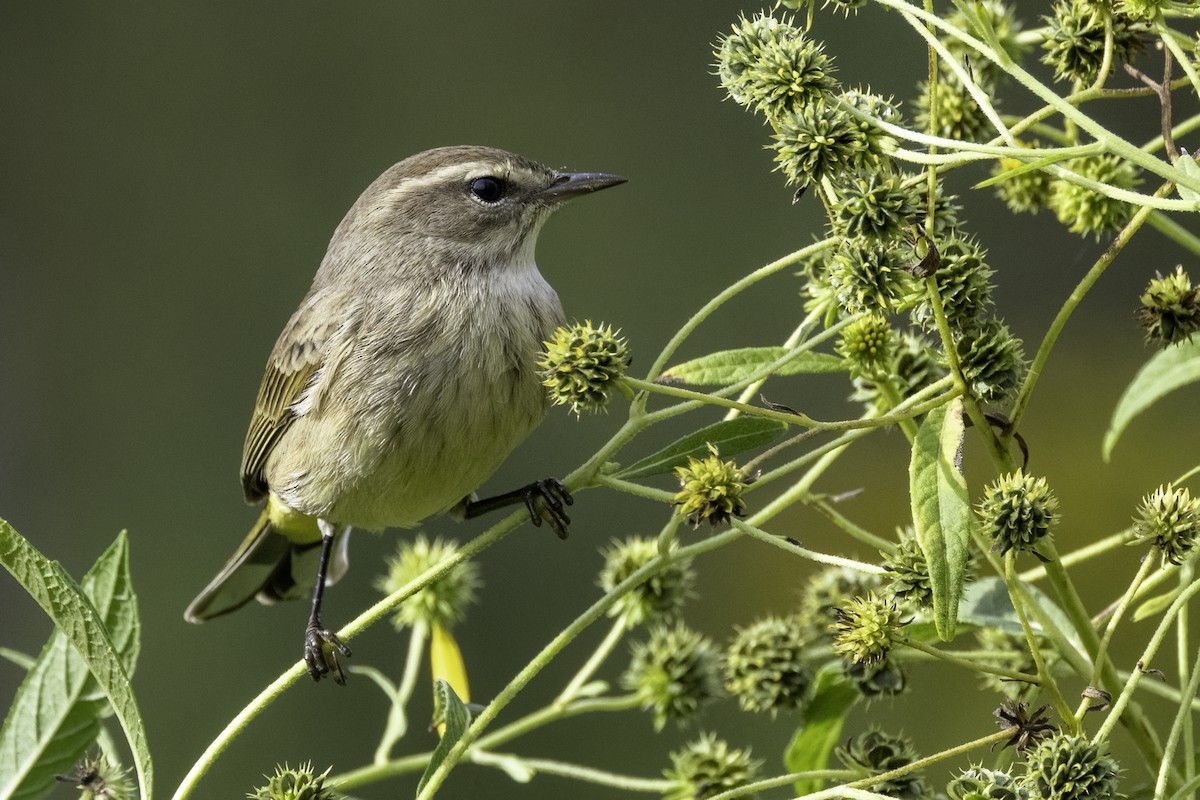Palm Warbler - ML624559951