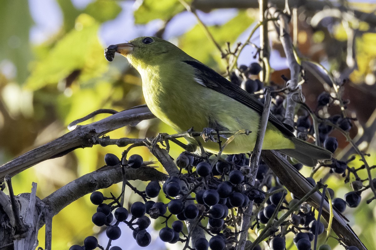 Scarlet Tanager - ML624559962
