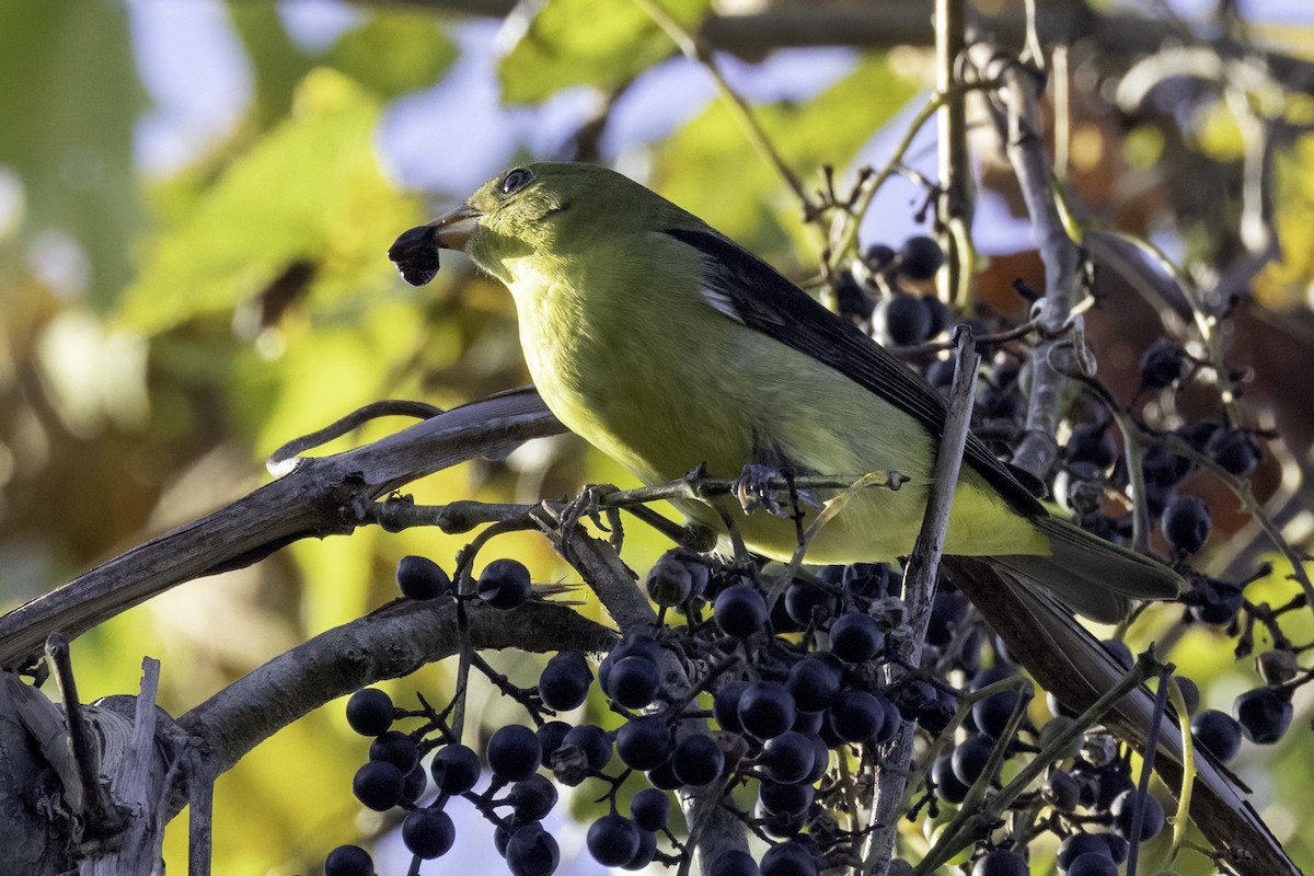 Scarlet Tanager - ML624559963