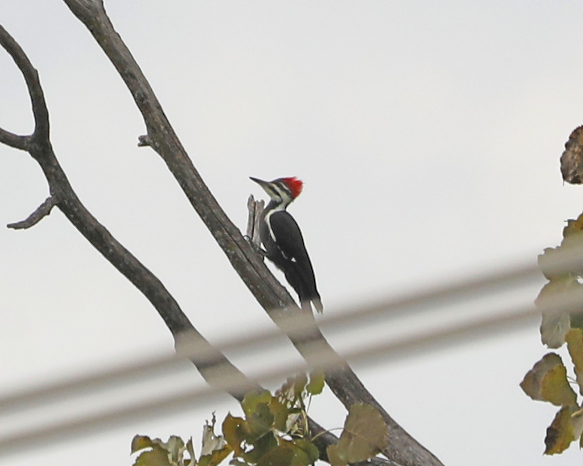 Pileated Woodpecker - Susan Burkhart