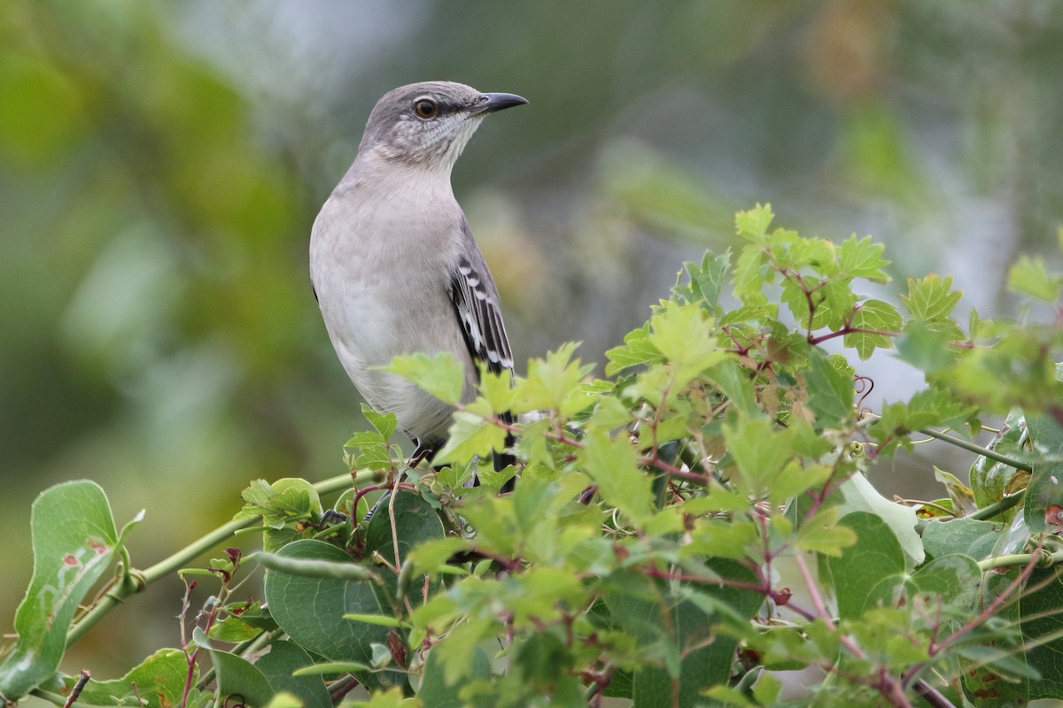 Northern Mockingbird - ML624559973