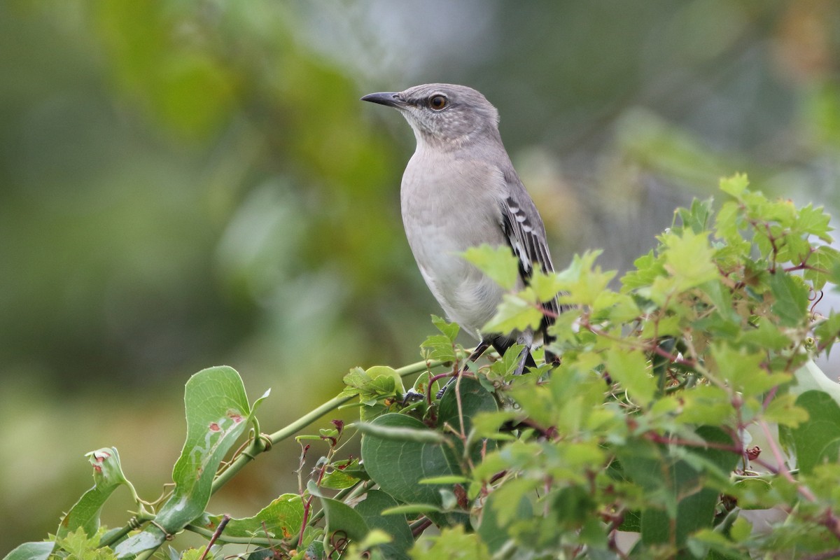 Northern Mockingbird - ML624559974