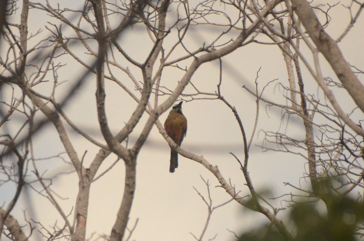 Turquoise-browed Motmot - ML624559978