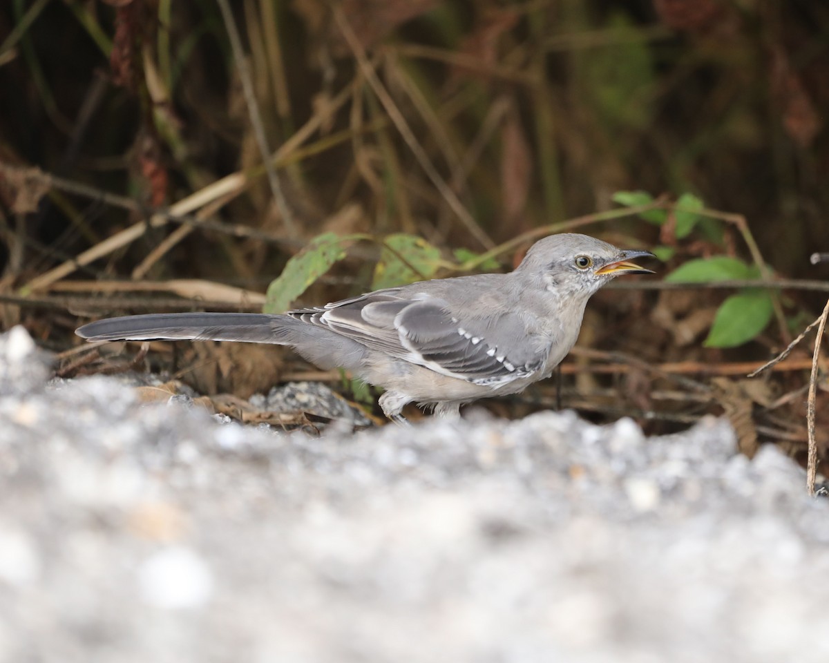 Northern Mockingbird - Susan Burkhart