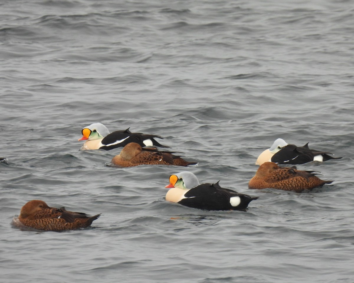 King Eider - judith harackiewicz