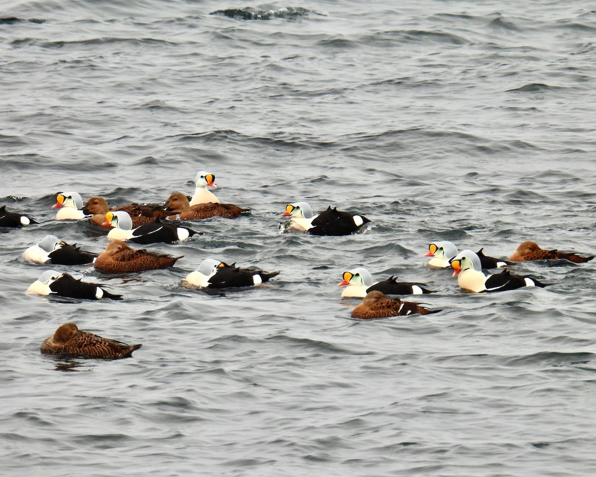 King Eider - judith harackiewicz