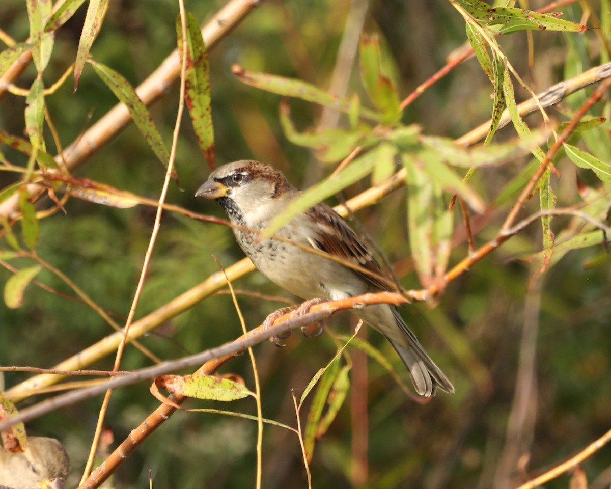 House Sparrow - ML624560007