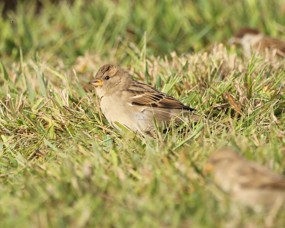 House Sparrow - ML624560008