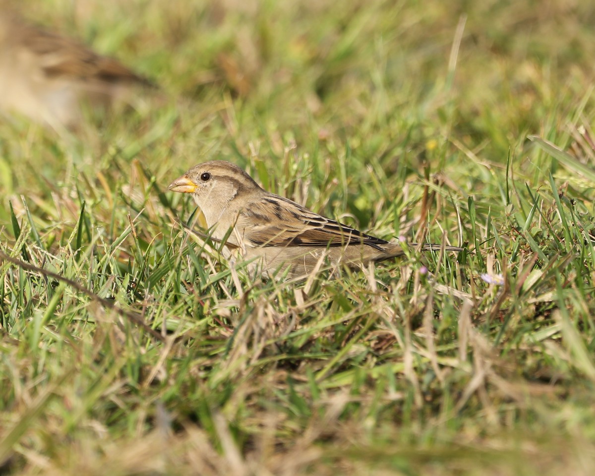 House Sparrow - ML624560009