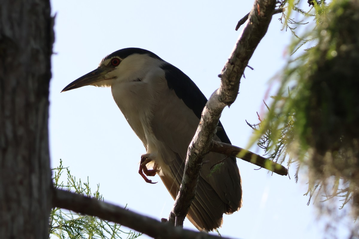 Black-crowned Night Heron - ML624560025