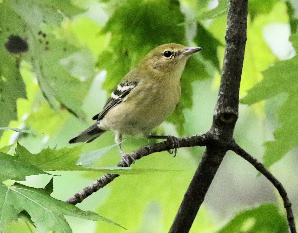 Bay-breasted Warbler - ML624560075