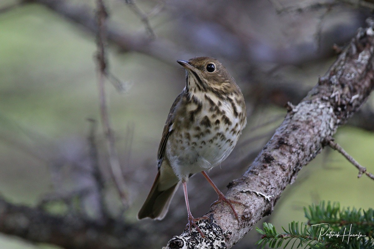 Hermit Thrush - ML624560079