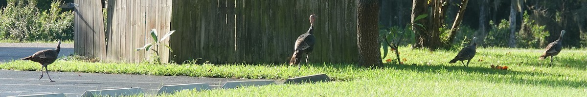 Wild Turkey - ML624560183