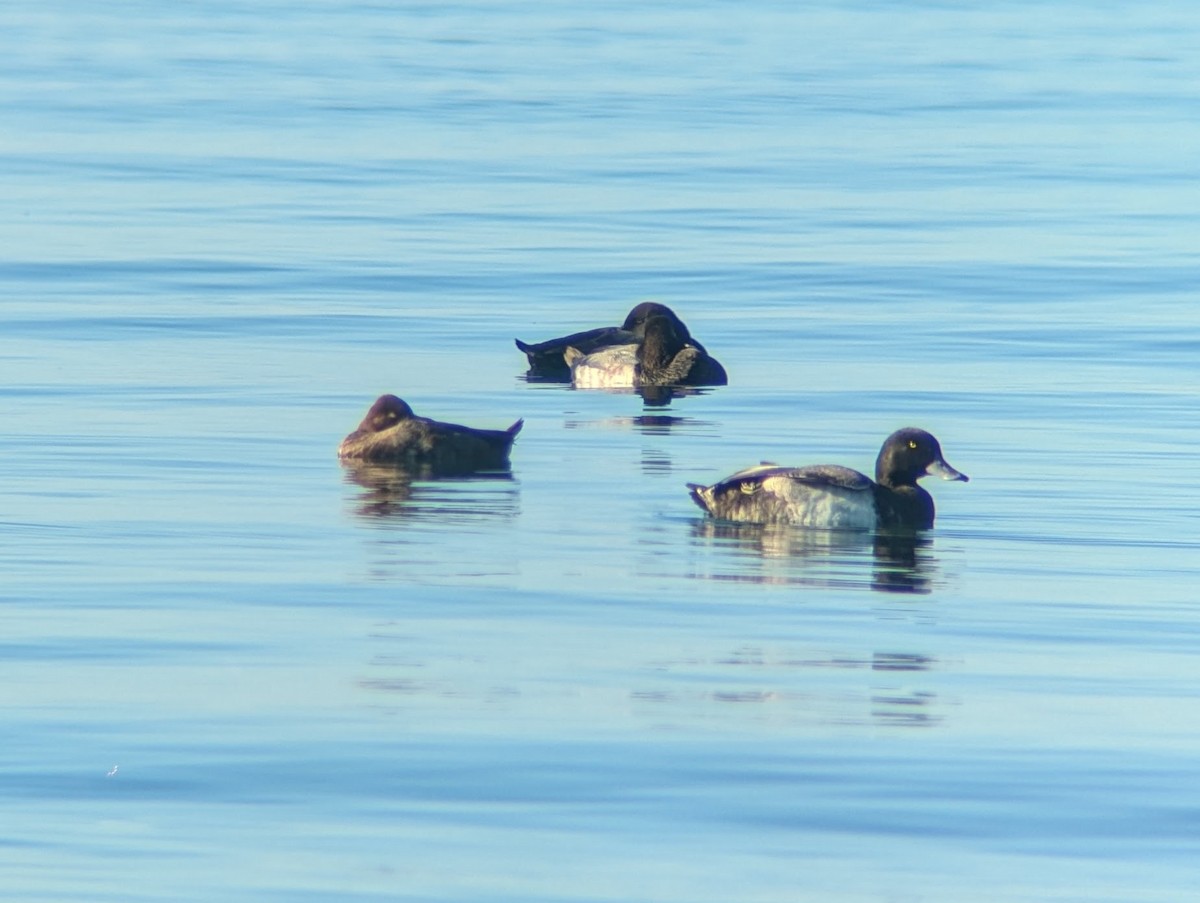 Lesser Scaup - ML624560199