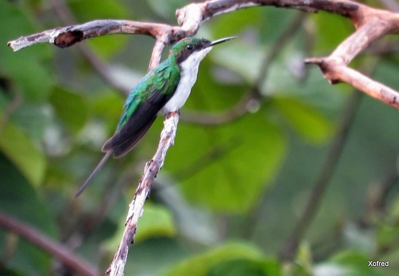 Black-eared Fairy - Frederico  Morais